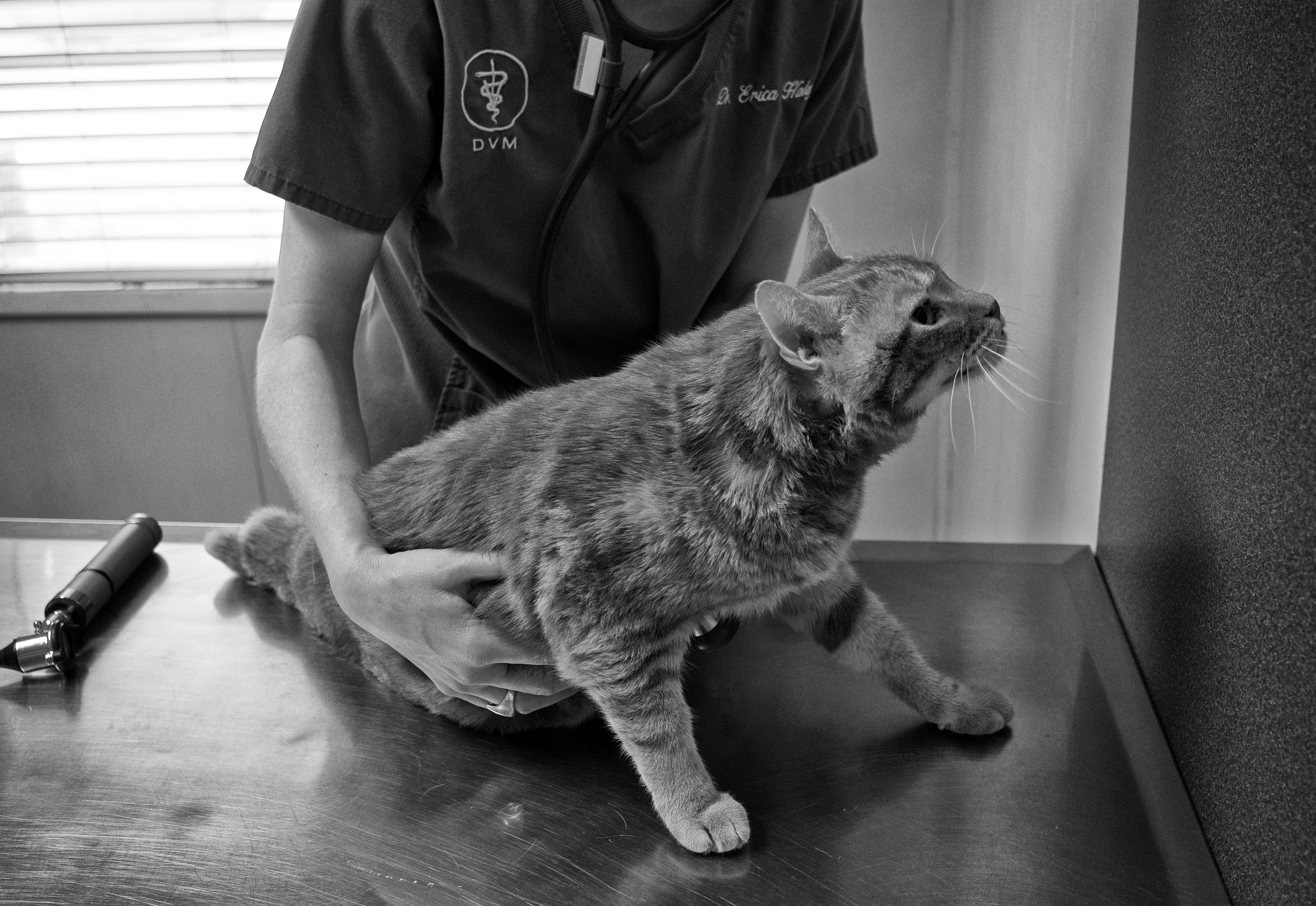 ¿Quieres viajar por el mundo cuidando mascotas?