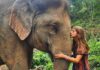 Viaja gratis a Tailandia como voluntario para cuidar elefantes