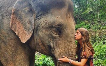 Viaja gratis a Tailandia como voluntario para cuidar elefantes