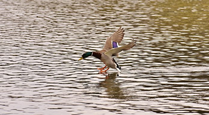 Chile tendrá un parque acuático del tamaño de un país