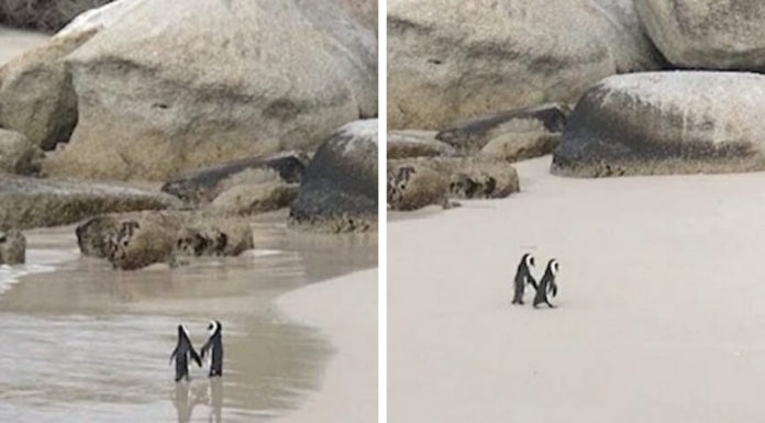 Una pareja de pingüinos pasean «agarrados de la mano» por una playa de Sudáfrica