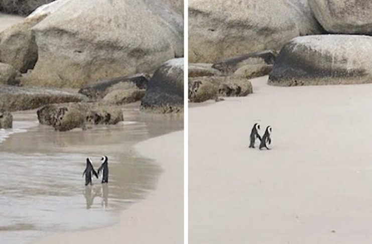 Una pareja de pingüinos pasean «agarrados de la mano» por una playa de Sudáfrica