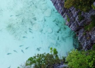 Los tiburones regresaron a Maya Bay 6 meses después de haberla cerrado al turismo y comenzar su rehabilitación
