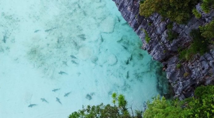 Los tiburones regresaron a Maya Bay 6 meses después de haberla cerrado al turismo y comenzar su rehabilitación