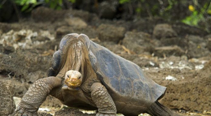 Diego, la tortuga que tuvo tanto sexo que salvó a su especie en las Islas Galápagos