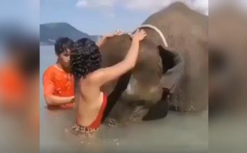 Mujer se sube a elefante para tomarse foto y termina volviéndose viral por desafortunado desenlace