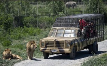 No apto para personas que sufren del corazón: un zoológico invertido, donde las personas están en jaulas y los animales son libres