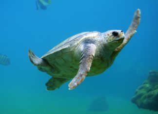 Hallan en Ecuador una especie de tortuga que se creía extinta hace 150 años