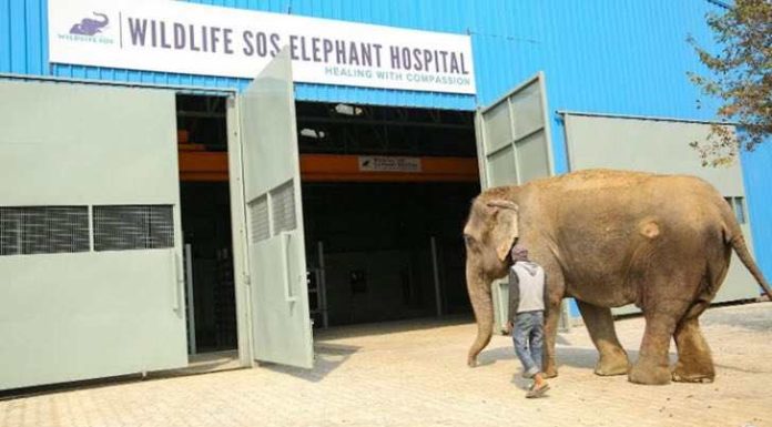 India abre las puertas de su primer hospital para elefantes maltratados, y ya han tratado a muchos