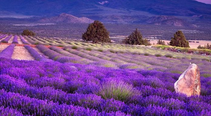 Lugares de México en dónde se pueden visitar campos de lavanda