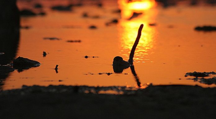 Los mejores hostales para viajeros de bajo presupuesto en Cancún