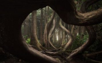 Bosques mágicos y paisajes helados, un viaje a través de la fotografía