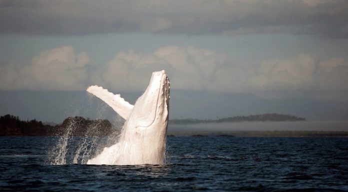 Captan ejemplar de ballena albina en México