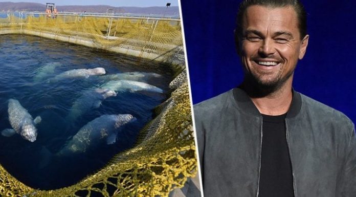 Leonardo DiCaprio logró que Rusia liberase 100 ballenas cautivas