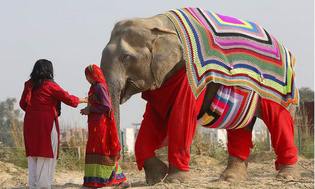 Tejen pijamas gigantes para proteger del frío a elefantes rescatados