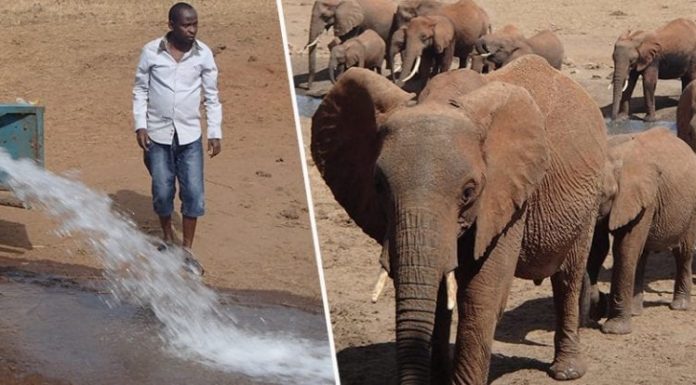 Este hombre lleva todos los días miles de litros de agua a animales sedientos en Kenia