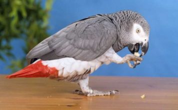 Un loro británico se escapa y regresa hablando español perfecto