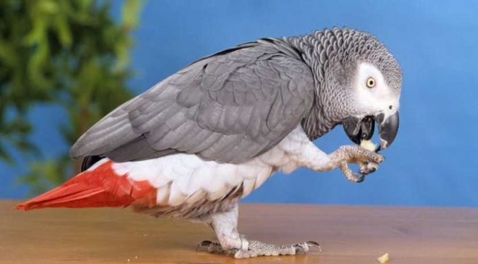 Un loro británico se escapa y regresa hablando español perfecto