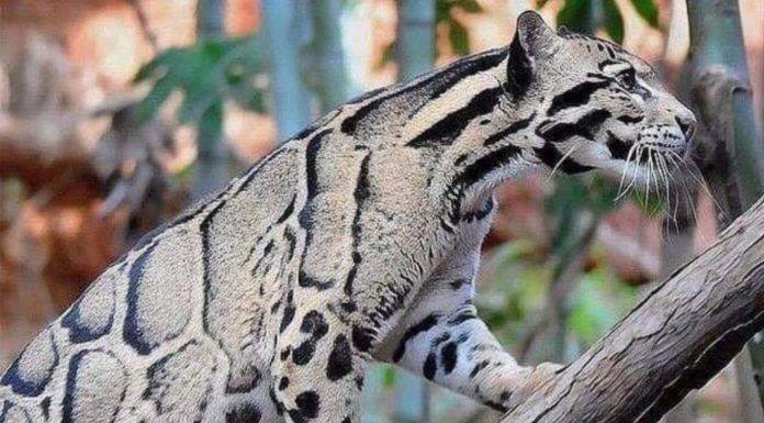 Esto si es de celebrar: reaparece leopardo nublado después de 30 años