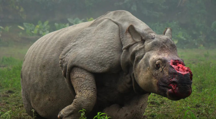La India autoriza a matar cazadores para proteger a los rinocerontes