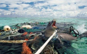 En 40 años la humanidad exterminó al 60% de los animales del planeta tierra