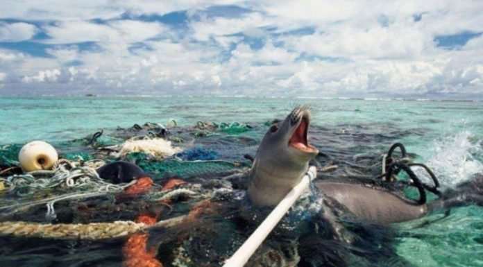 En 40 años la humanidad exterminó al 60% de los animales del planeta tierra