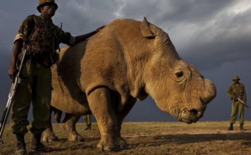 Kenia anuncia pena de muerte para los cazadores furtivos