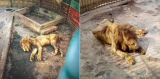 Un león desnutrido agoniza durante años en un ZOO de Bangladesh — No acudas a estos lugares