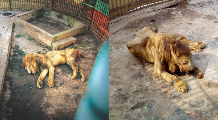 Un león desnutrido agoniza durante años en un ZOO de Bangladesh — No acudas a estos lugares