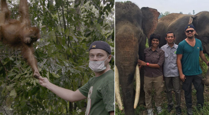 DiCaprio dona 15 millones de $ para la proteger el planeta y detener la caza de animales — Un compromiso de vida