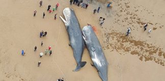 Ballenas muertas encontradas en Alemania tenían partes de autos y plástico en sus estómagos.