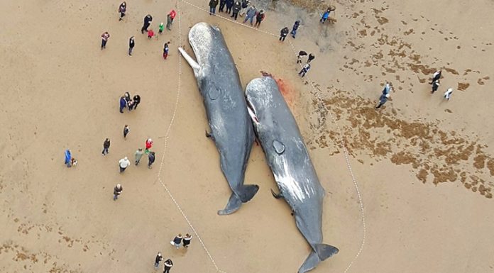 Ballenas muertas encontradas en Alemania tenían partes de autos y plástico en sus estómagos.