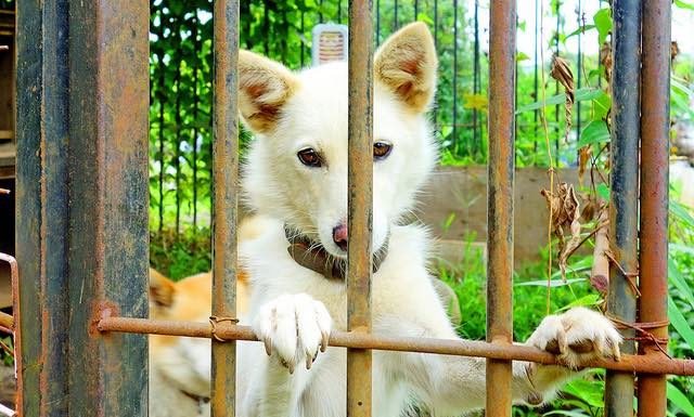 Taiwán se convierte en el primer país asiático en prohibir el consumo de perros y gatos