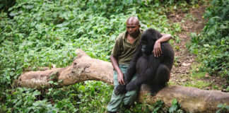 Un guardaparques consuela a un gorila triste que acaba de perder a su madre