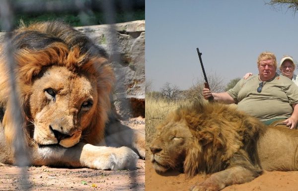 Existen granjas donde crían leones para que adinerados puedan cazarlos