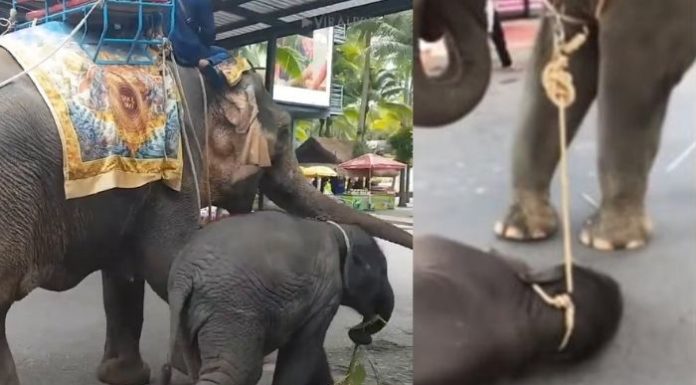 Pequeño elefante colapsó en el piso exhausto mientras su madre transportaba turistas en Tailandia