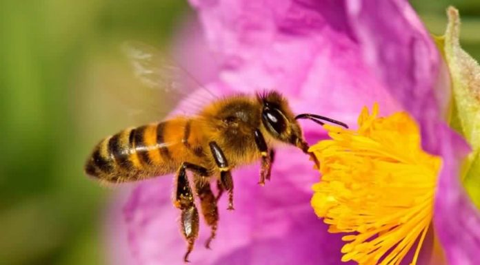 Abejas Son Declaradas El Ser Vivo Más Importante Del Planeta