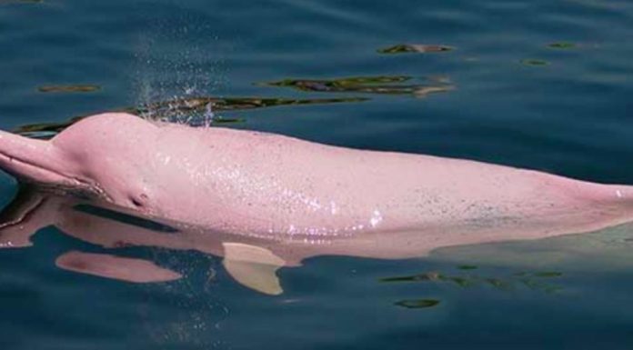 A CUIDARLO: El delfín rosado del Amazonas está cerca de la extinción