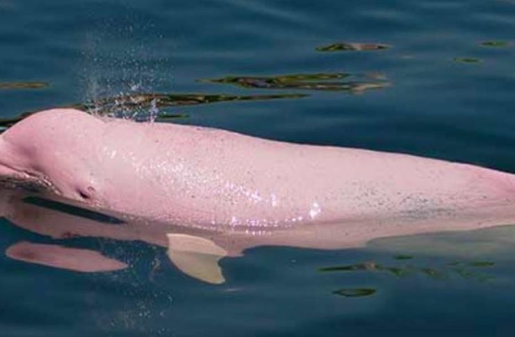 A CUIDARLO: El delfín rosado del Amazonas está cerca de la extinción