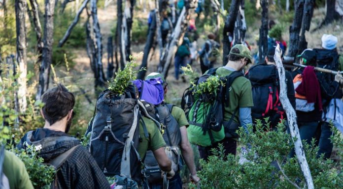 Argentina: Jóvenes plantaron 11.500 árboles para recuperar un bosque incendiado en Chubut