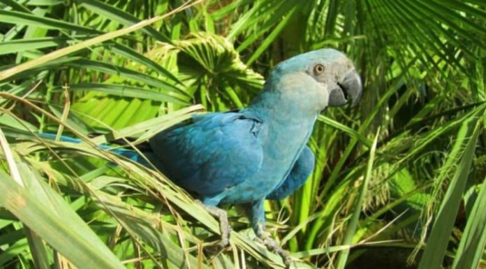 Nace ejemplar de guacamayo azul y salva de la extinción a su especie
