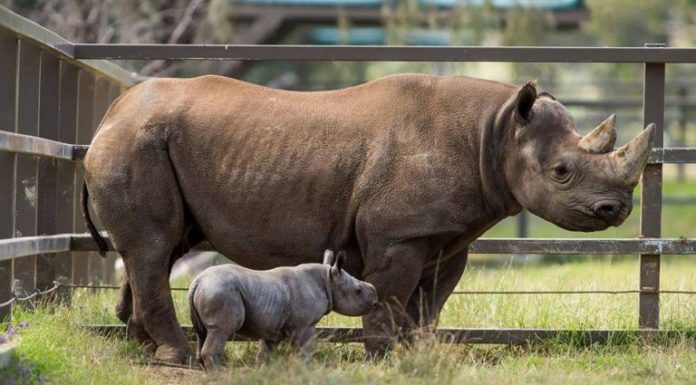 Nace un rinoceronte negro en peligro de extinción en el parque zoológico de Chicago