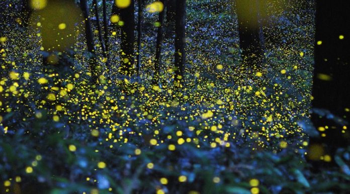 Llegó la temporada de Luciérnagas en México