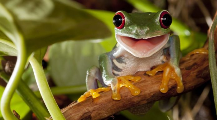 Criaturas que se creía que se habían extinguido fueron halladas vivas en la “Ciudad Perdida” de Honduras