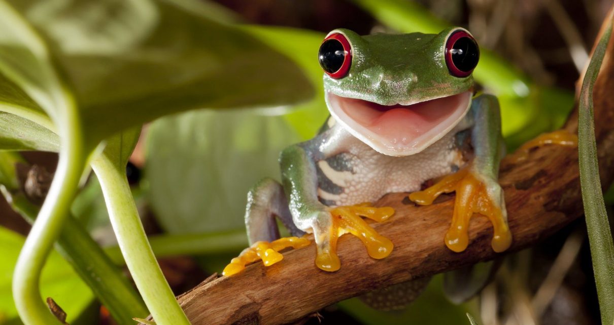 Criaturas que se creía que se habían extinguido fueron halladas vivas en la “Ciudad Perdida” de Honduras