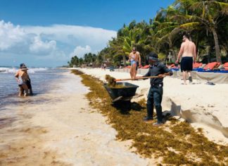 México construirá barcos especiales para eliminar las algas marinas