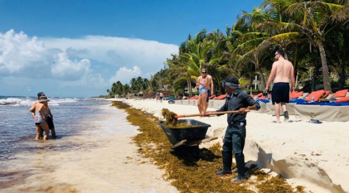 México construirá barcos especiales para eliminar las algas marinas