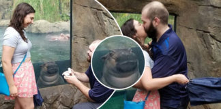 Una hipopótamo ‘photoboomea’ propuesta en un zoológico; ¡se robó la atención de todo Internet!