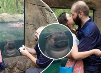 Una hipopótamo ‘photoboomea’ propuesta en un zoológico; ¡se robó la atención de todo Internet!