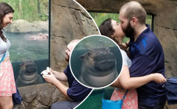Una hipopótamo ‘photoboomea’ propuesta en un zoológico; ¡se robó la atención de todo Internet!